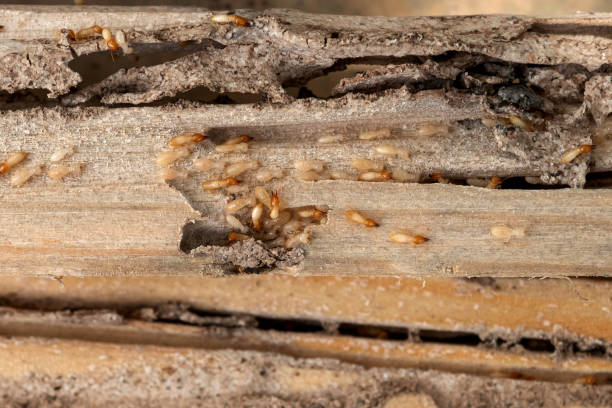 Best Insect Control  in Hephzibah, GA