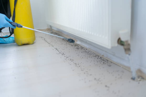 Best Termite Control Services  in Hephzibah, GA